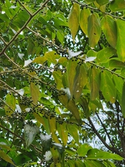 Forpus xanthopterygius