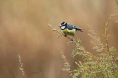 Cyanistes teneriffae
