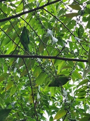 Forpus xanthopterygius