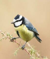 Cyanistes teneriffae