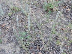 Liatris hesperelegans