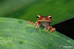 Bokermannohyla hylax