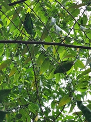 Forpus xanthopterygius
