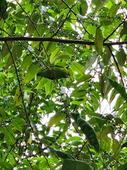 Forpus xanthopterygius