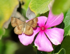 Calephelis bajaensis