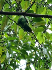 Forpus xanthopterygius