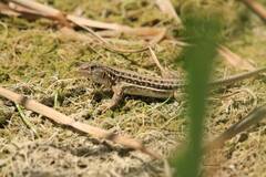 Acanthodactylus erythrurus