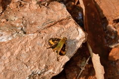 Potanthus pseudomaesa