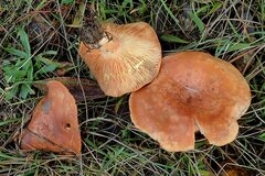 Lactarius xanthogalactus