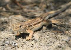 Acanthodactylus erythrurus