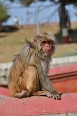 Macaca mulatta