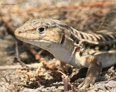 Acanthodactylus erythrurus