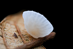 Marasmiellus