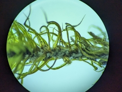 Dicranum condensatum