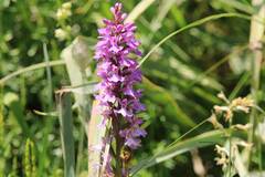 Dactylorhiza elata