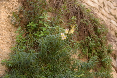 Antirrhinum siculum