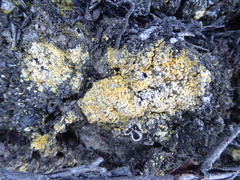 Gyalolechia bracteata