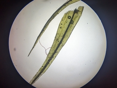 Dicranum condensatum