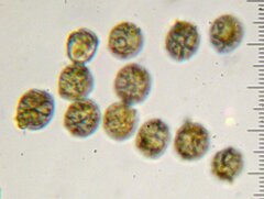 Lactarius xanthogalactus