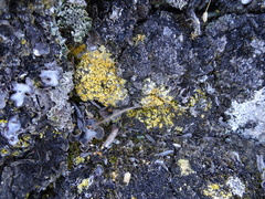 Gyalolechia bracteata