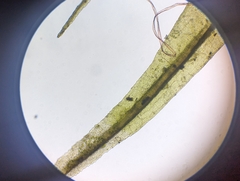 Dicranum condensatum