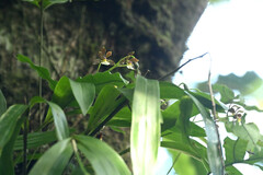 Prosthechea varicosa