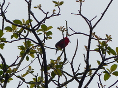 Ramphocelus bresilius