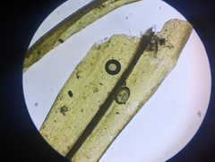 Dicranum condensatum