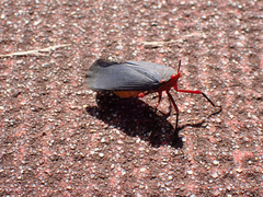 Kalidasa nigromaculata