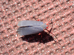 Kalidasa nigromaculata