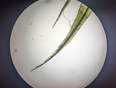 Dicranum condensatum