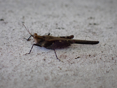 Trilophidia annulata