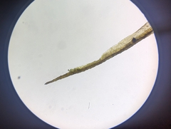 Dicranum condensatum