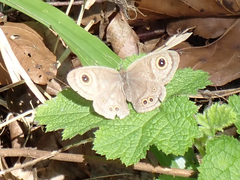 Ypthima baldus