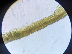 Dicranum condensatum