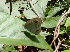Ypthima baldus