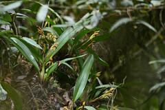 Maxillaria cucullata
