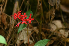 Crusea coccinea