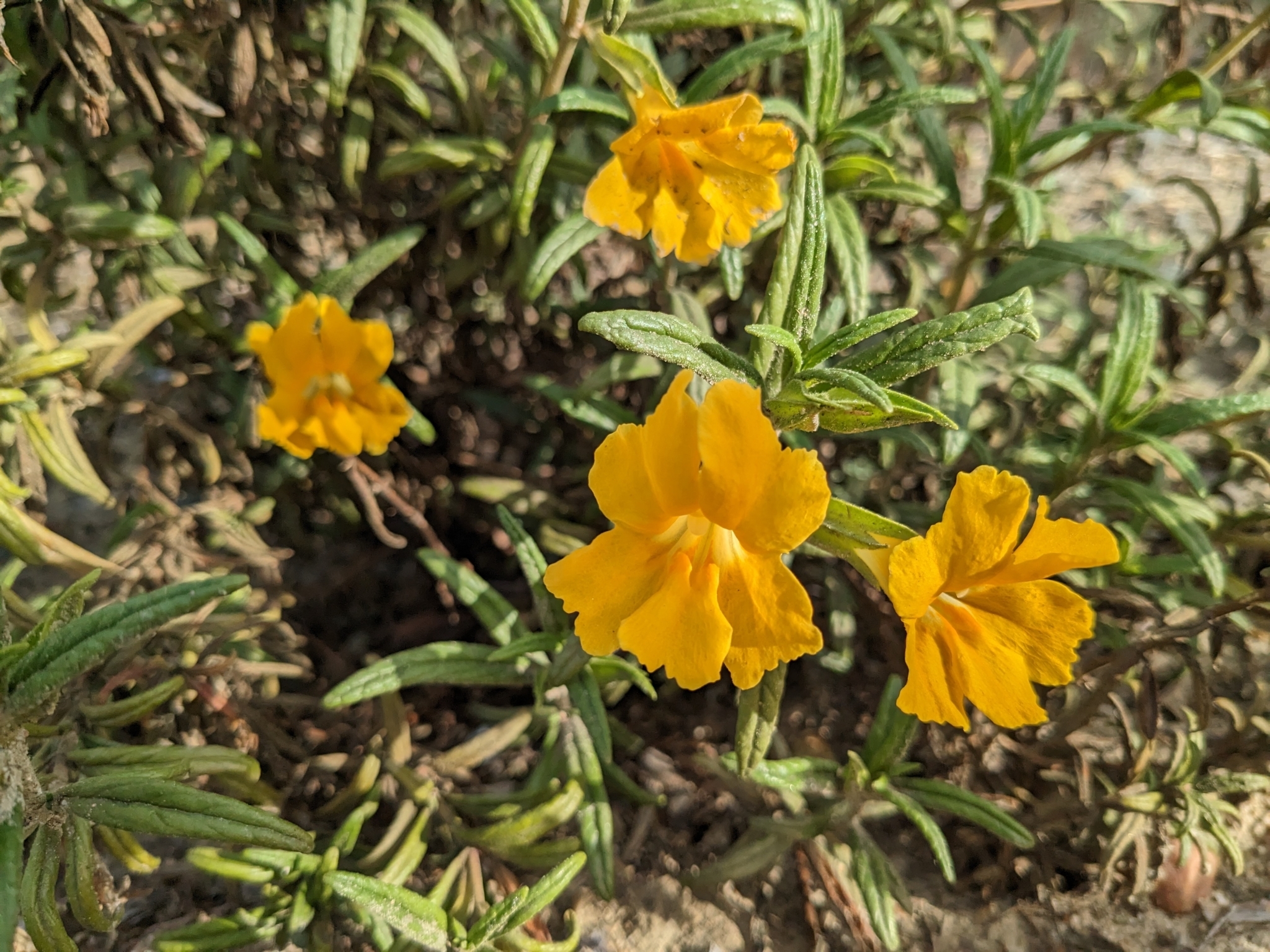 Diplacus longiflorus Nutt.