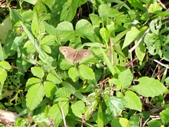 Ypthima baldus