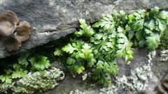 Asplenium montanum