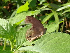 Mycalesis perseoides