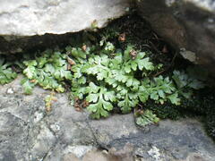 Asplenium montanum