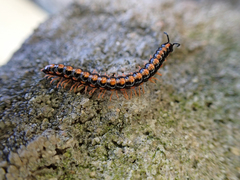 Helicorthomorpha
