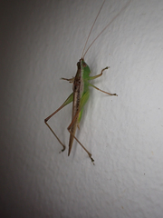 Conocephalus maculatus