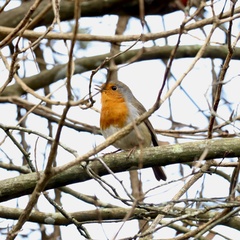 Erithacus rubecula