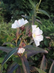 Melastomeae