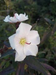 Melastomeae