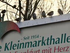 Passer domesticus