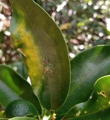 Acragas trimaculatus